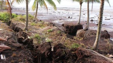 Photo of Warga Desa Muntai Bengkalis Resah, Abrasi  Pantai Kikis Tanaman Kebun Kelapa Rakyat