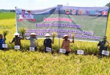Photo of Wakil Bupati Deli Serdang Panen Padi bersama PT KIM di Hamparan Perak