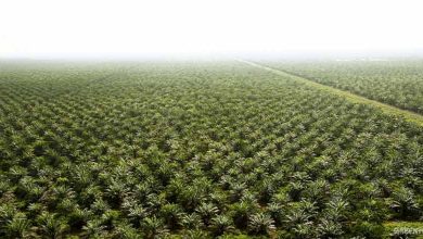 Photo of Kiat PTPN V Replanting Sawit Petani, Begini Caranya