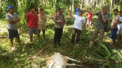 Photo of 2 Ekor Sapi di Bahorok Mati Dimangsa Harimau