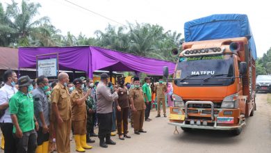 Photo of Wabup Zarnawi Tinjau dan Lepas Hasil Produksi Pepaya California di Kecamatan Sosa Timur