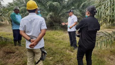 Photo of PTPN 3 Kebun Sei Putih Terapkan Core Business Perkebunan Dalam Peningkatan Produksi