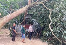 Photo of 26 Unit Rumah Warga  dan 1 Masjid Di Ulu Barumun Diterjang Angin Puting Beliung