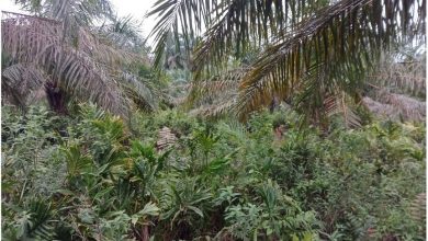 Photo of Lahan Sawit PTPN III Pulau Mandi Semak Belukar, Manajer Kebun : Sudah Sesuai Program Pemeliharaan
