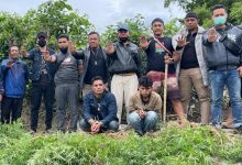 Photo of Tanaman Ganja 26 Batang Antarkan Dua Sitepu Kebalik Jeruji