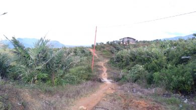 Photo of Hutan di Desa Marjandi Tongah Gunung Meriah Berubah Menjadi Kebun Salak