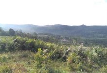 Photo of Kebun Salak di Kawasan Hutan Desa Marjandi Tongah Awalnya untuk Panti Asuhan