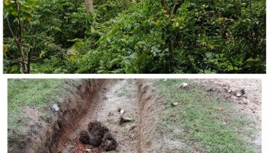 Photo of Kondisi areal PTPN III kebun ambalutu Memprihatinkan