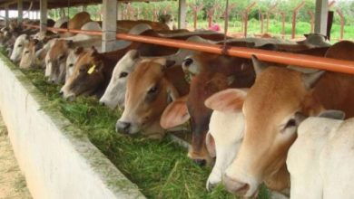 Photo of Kementerian Pertanian Salurkan Bantuan Lembu ke Desa Batu Lokong