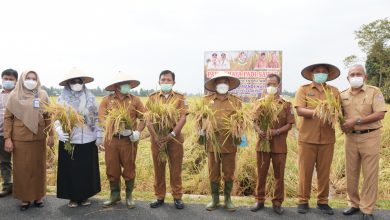 Photo of Camat Pagar Merbau H Suparjo Undang Bupati Deli Serdang Panen Raya di Suka Mandi Hulu