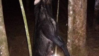 Photo of Stop Perburuan Kambing Hutan Langka di Desa Simempar Deli Serdang