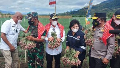 Photo of Bupati Karo dampingi Gubsu, Pangdam I/Bukit Barisan Dan Kapoldasu Panen Bawang Merah