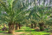 Photo of PTP Nusantara III Kebun Sei Silau Konsisten dalam Melakukan Penggalian Produksi dan Pemeliharaan Tanaman