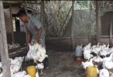 Photo of Tingginya Harga Daging Sapi Membuat Peternak Ayam Potong di Madina Alami Peningkatan Permintaan