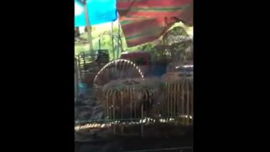 Photo of Arena Judi Sabung Ayam Digrebek Polisi, Pemain Judi Kocar-kacir Tinggalkan 68 Motor dan Uang Taruhan Puluhan Juta