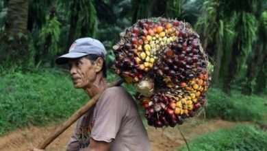 Photo of Indonesia Masih Nomor 1 Penghasil Minyak Sawit Terbesar Dunia namun Migor susah Didapat, Berikut Urutan 5 Besarnya