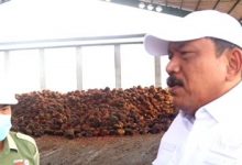 Photo of Bupati Bengkulu Utara: Naikkan Harga Sawit atau Saya Cabut Izinnya