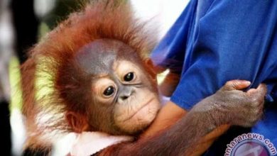 Photo of Tim Gabungan Gagalkan Perdagangan Orang Utan di Deli Serdang, 5 Pelaku Ditangkap