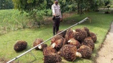 Photo of Maling Sawit Milik PTPN IV, Kibo ditangkap petugas