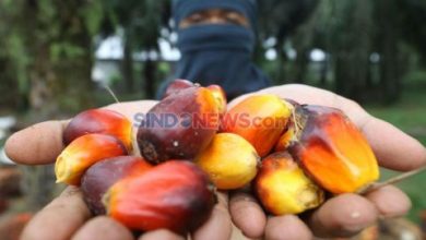 Photo of Semakin Tajir Melintir, Berikut Deretan Konglomerat Sawit Terkaya di Indonesia