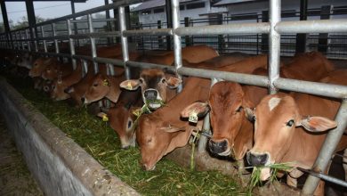 Photo of Akibat Penyakit Mulut dan Kuku Sapi, Kerugian Ekonomi RI Capai Rp11,6 T
