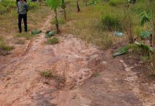 Photo of Dianggap Abaikan Kesepakatan Bersama Forkopimda Karo, Warga Tanami Pohon Pisang di Lahan PT. BUK