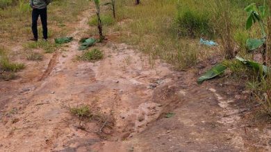 Photo of Dianggap Abaikan Kesepakatan Bersama Forkopimda Karo, Warga Tanami Pohon Pisang di Lahan PT. BUK