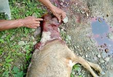 Photo of Harimau Masuk Ladang Warga di Desa Sei Serdang Langkat, Hewan Ternak Warga Dimangsa