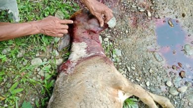 Photo of Harimau Masuk Ladang Warga di Desa Sei Serdang Langkat, Hewan Ternak Warga Dimangsa