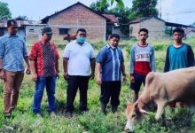 Photo of Usai Ditangani Dinas Pertanian Deli Serdang, Sapi Terjangkit PMK di Tanjung Morawa Membaik