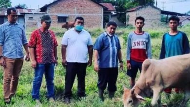 Photo of Usai Ditangani Dinas Pertanian Deli Serdang, Sapi Terjangkit PMK di Tanjung Morawa Membaik