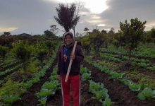 Photo of Junita Malau, Peraih Medali Emas di Sea Games 2022, Bertani Bawang Jadi Rutinitas Atlet Wushu Asal Simalungun Ini