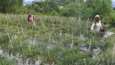Photo of Rawan Pencurian Seiring Tingginya Harga Cabai, Petani di Madina Jaga Kebun 24 Jam