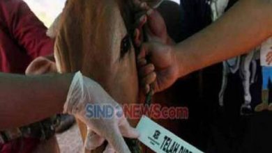Photo of Peternak Sergai Resah, Puluhan Sapi Terinfeksi Penyakit PMK dan LSD