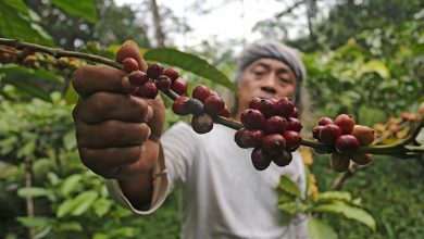 Photo of Sumatera Utara Miliki Kopi Terbaik yang Wajib Dicoba, Berikut Jenisnya…