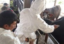 Photo of Sebanyak 95 Ekor Ternak Suspek PMK di Kabupaten Karo