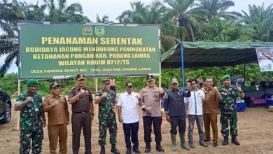 Photo of Dandim 0212/TS, Kapolres dan Plt. Bupati Palas Tanam Jagung Manfaatkan Lahan Tidur