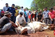 Photo of Selesai Shalat Id, Anies Sembelih Sendiri Hewan Qurbannya