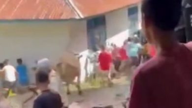 Photo of Seorang Ibu Alami Cedera karena Terinjak Sapi Ngamuk saat Hendak Disembelih