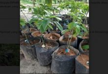 Photo of Dugaan Penyelewengan Dana Desa untuk Beli Bibit Tanaman, Kejari Simalungun Minta Klarifikasi Kades