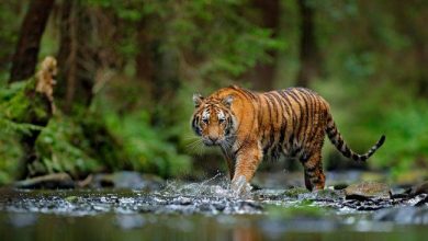 Photo of Warga Tapsel Ditemukan Tewas Dimangsa Harimau Sumatera