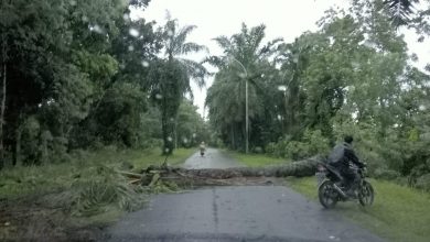 Photo of Diguyur Hujan Semalaman Pohon Sawit Komplek Kantor Bupati Deli Serdang Tumbang Menutup Jalan