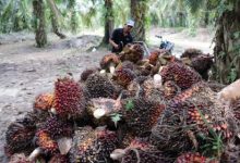 Photo of Kesejahteraan Petani Menurun Akibat Anjloknya Harga Komoditi