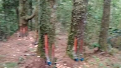 Photo of Penderes Tusam di Gunung Meriah Berasal dari Megelang Dikoordinir Oknum Mantan Kades