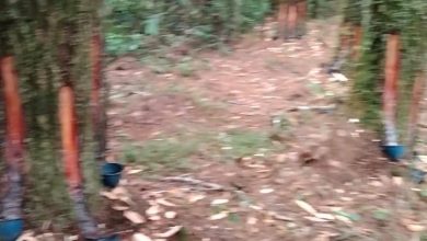 Photo of Penderes Tusam Ilegal di Gunung Meriah Dijemput Mobil Loreng