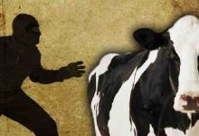 Photo of Diduga Mencuri Sapi di Palas, Seorang Oknum TNI Ditangkap Warga