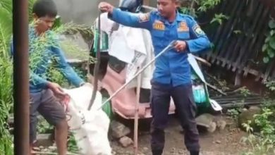 Photo of Warga Padang Sidempuan Geger, Ada King Kobra Masuk Dalam Sumur