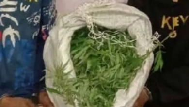 Photo of Bawa Sekarung Ganja Segar, 2 Pemuda Asal Langkat Ditangkap Polisi