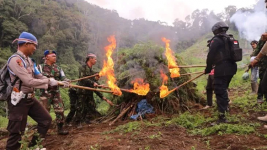 Photo of BNN Bersama Tim Gabungan Musnahkan Ladang Ganja di Madina