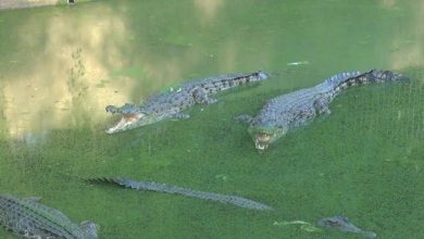 Photo of ‘Diterjang’ Banjir, Tembok Penangkaran Buaya di Batubara Roboh, Ini Kata BPBD
